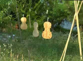 Cellos drying in the sunshine at Liuteria Dalla Quercia